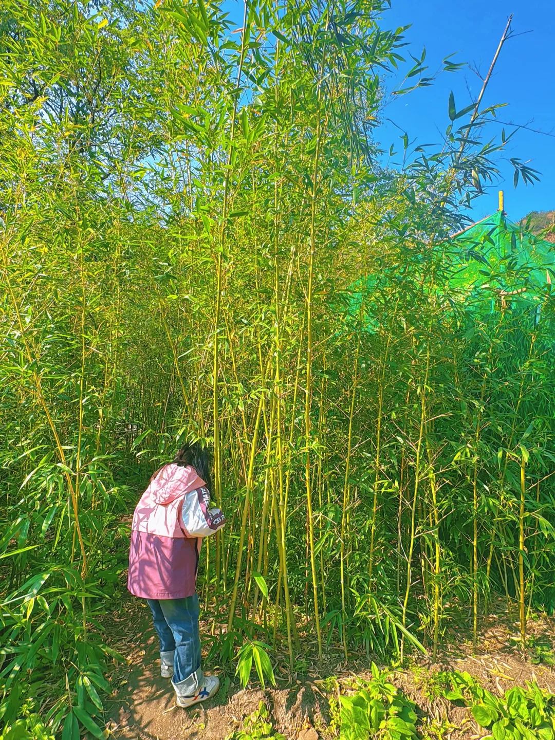 🍁太原龙山|10.25实时美景攻略,层林尽染