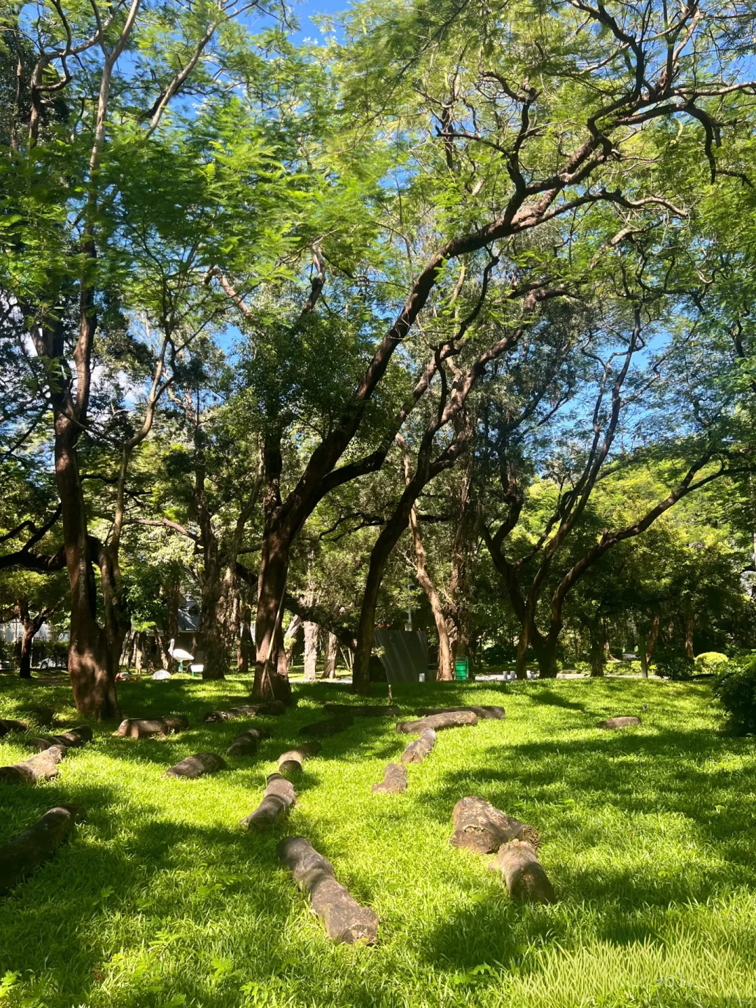 深圳必玩景点-福田红树林景区!