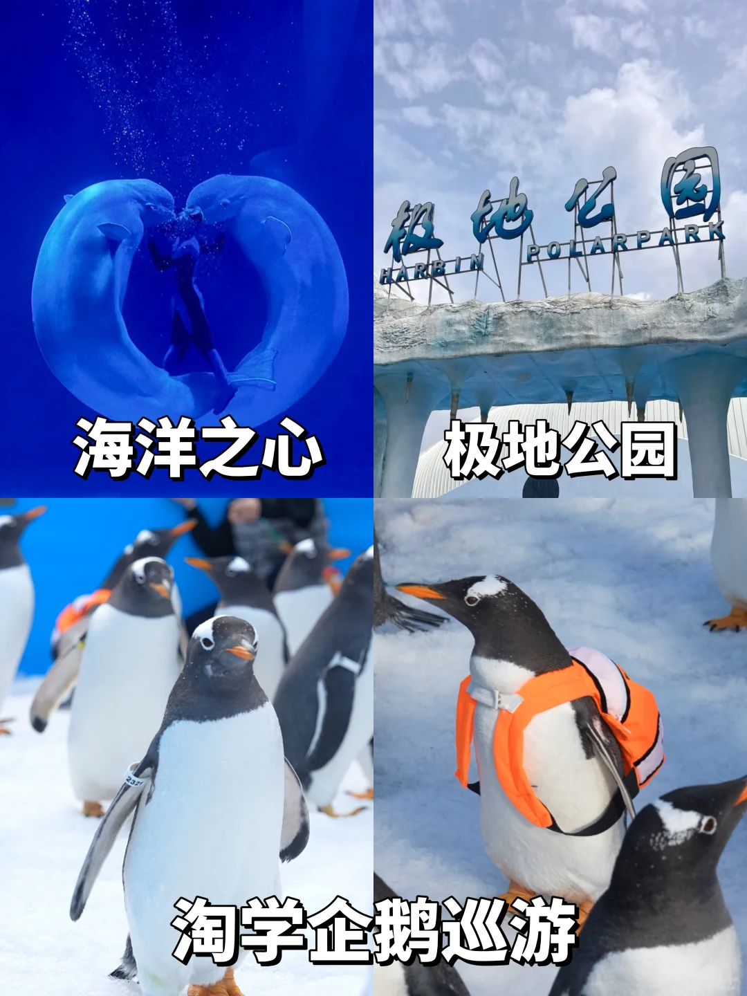 人均1000💰哈尔滨3天2夜!吃住行旅游攻略!