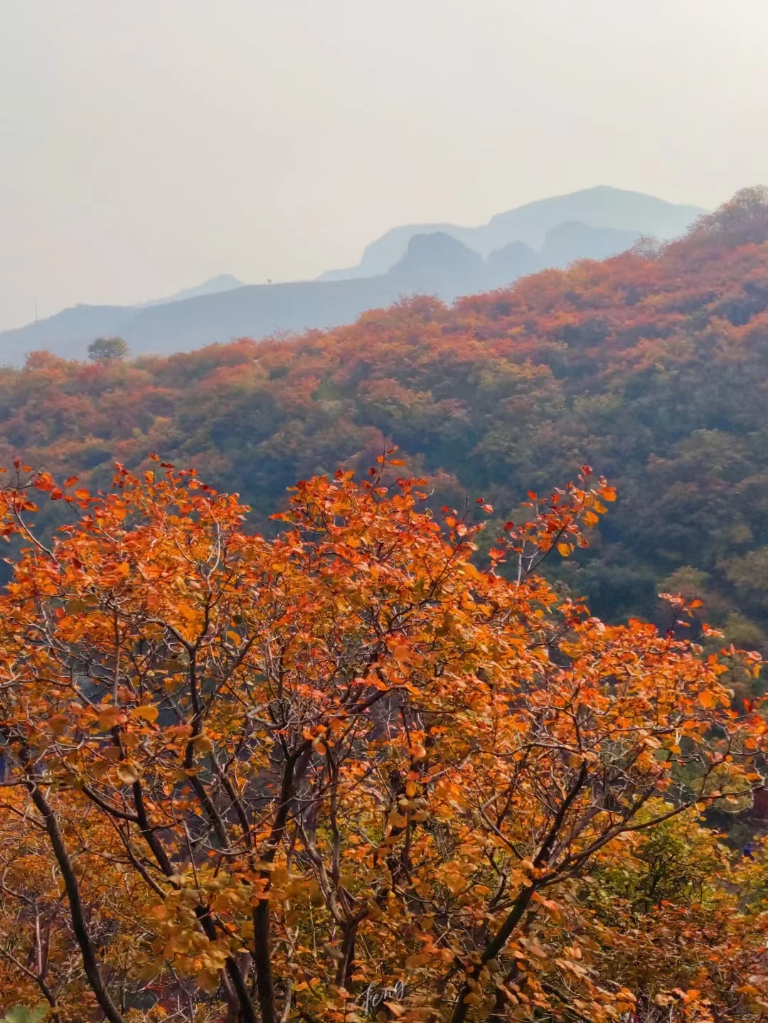 山峦叠嶂层林染,霜降过后叶尤红