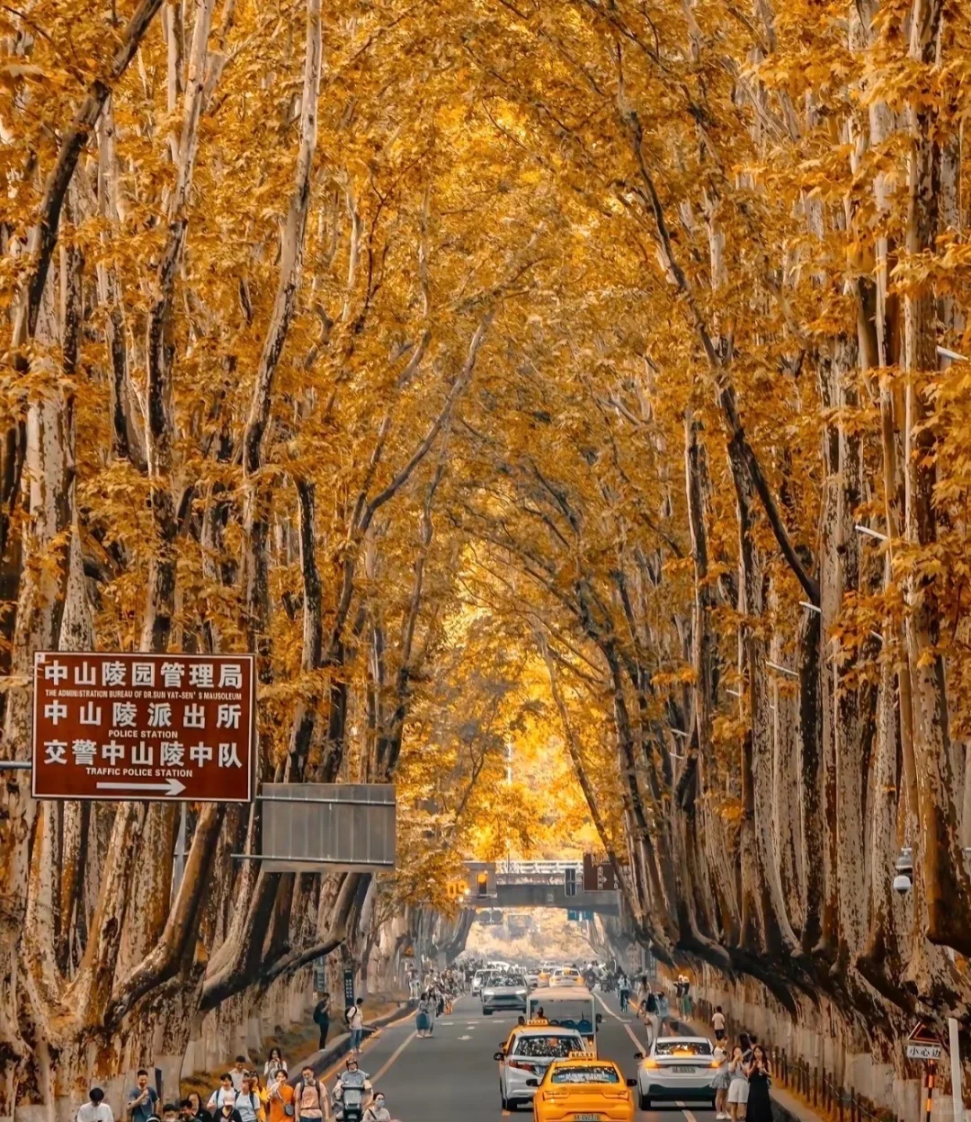 接下来的南京将是秋季旅游的天花板🤩