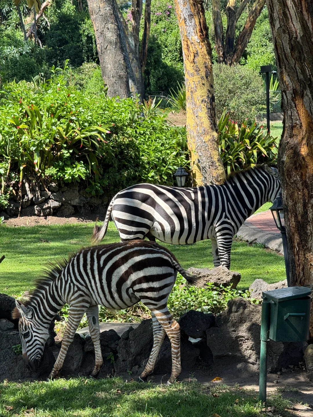 疯狂Kenya！🇰🇪