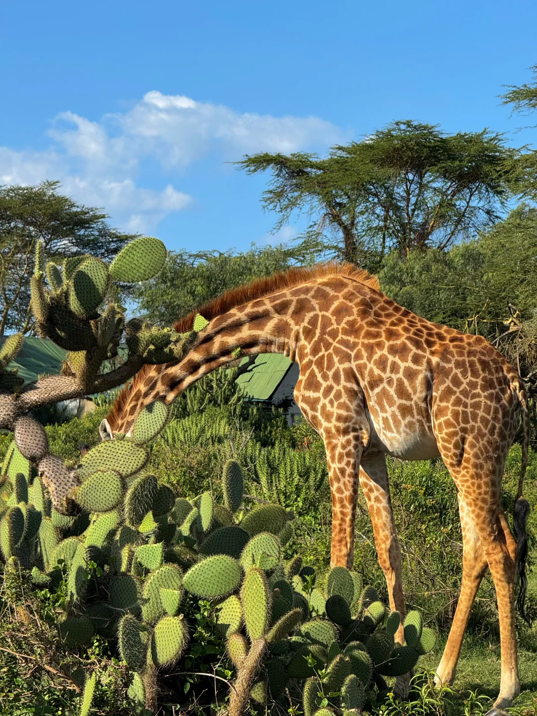 疯狂Kenya！🇰🇪