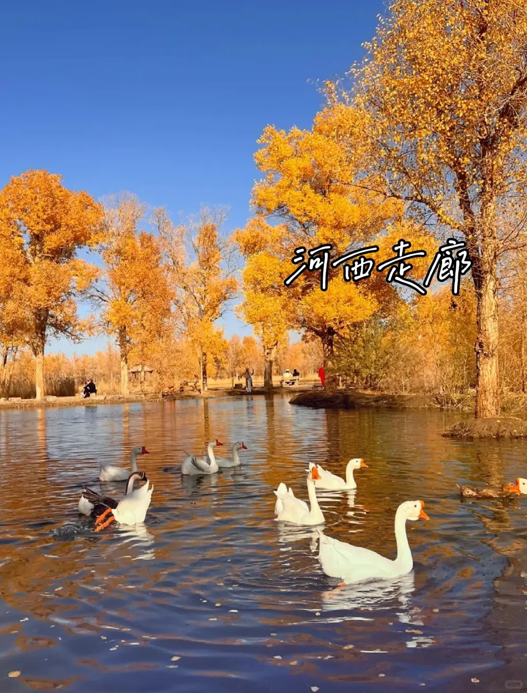 推荐8个✅适合9-11月去的封神赏秋地🍂