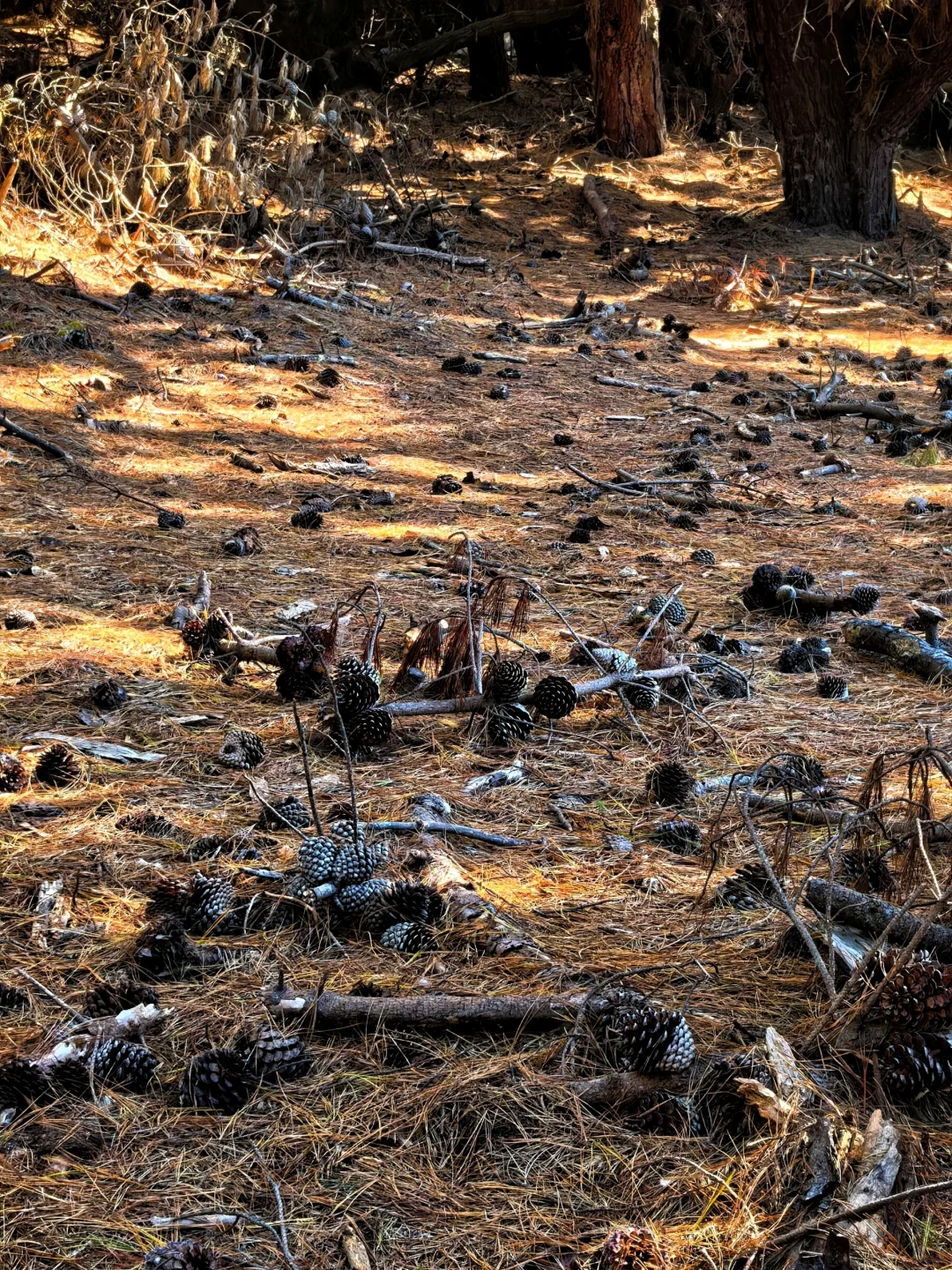 🇨🇱智利-康塞普西翁Concepción