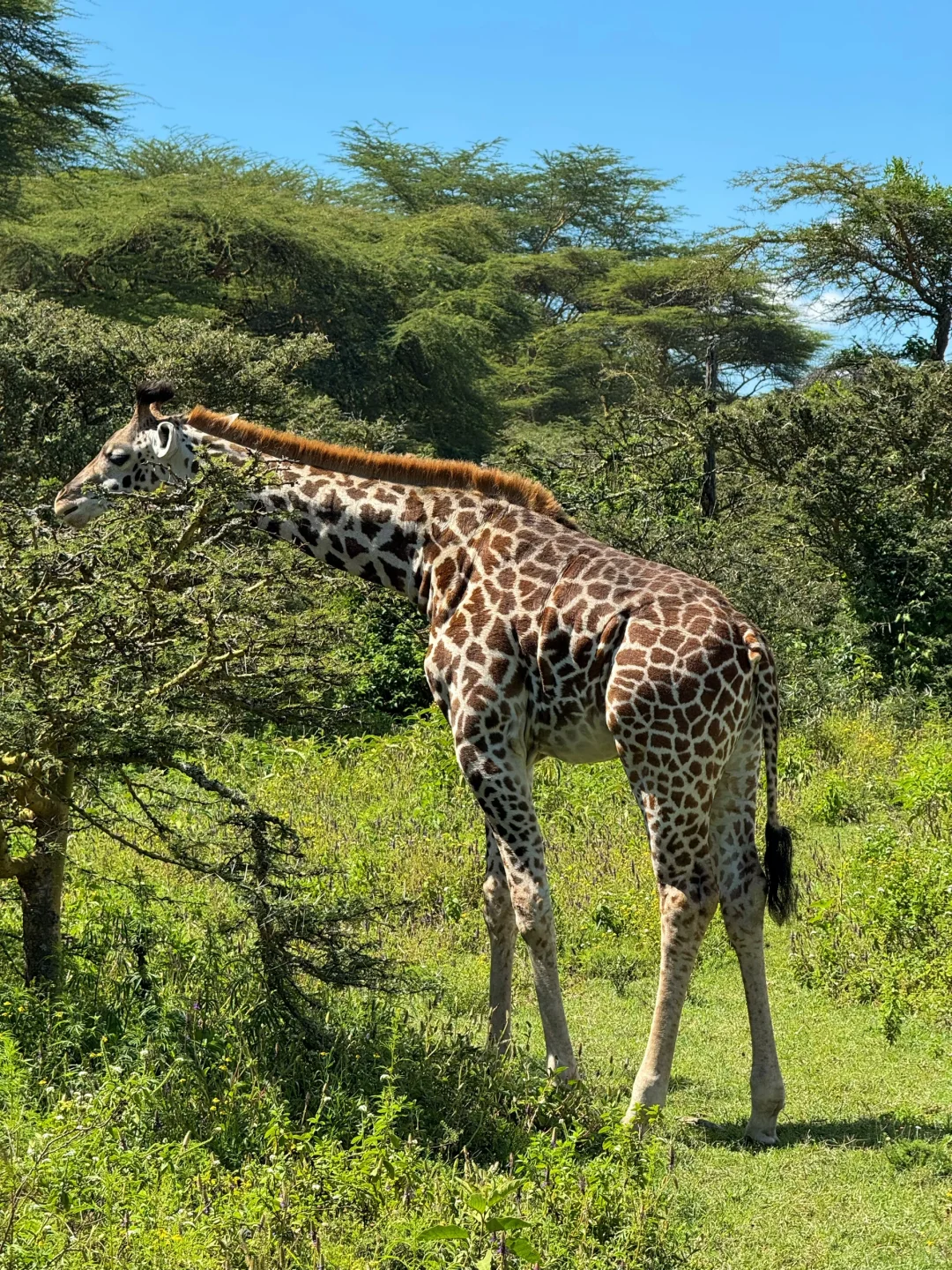 疯狂Kenya！🇰🇪