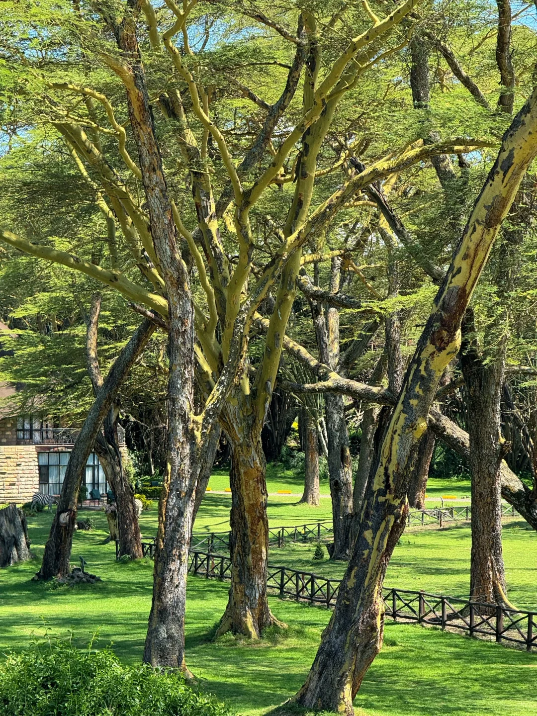 疯狂Kenya！🇰🇪