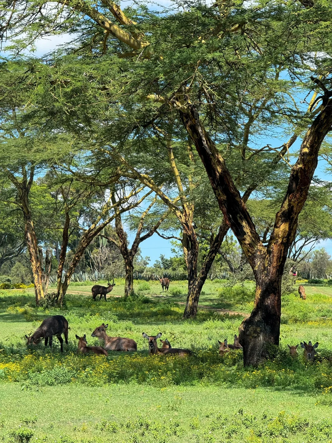 疯狂Kenya！🇰🇪