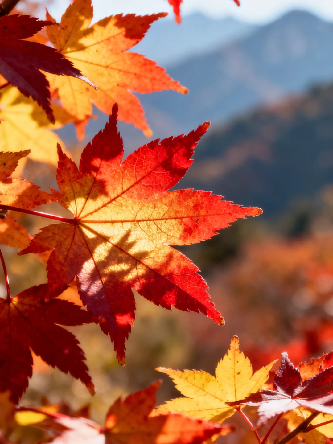 国内八座适合秋天🍂旅行的城市(附时间