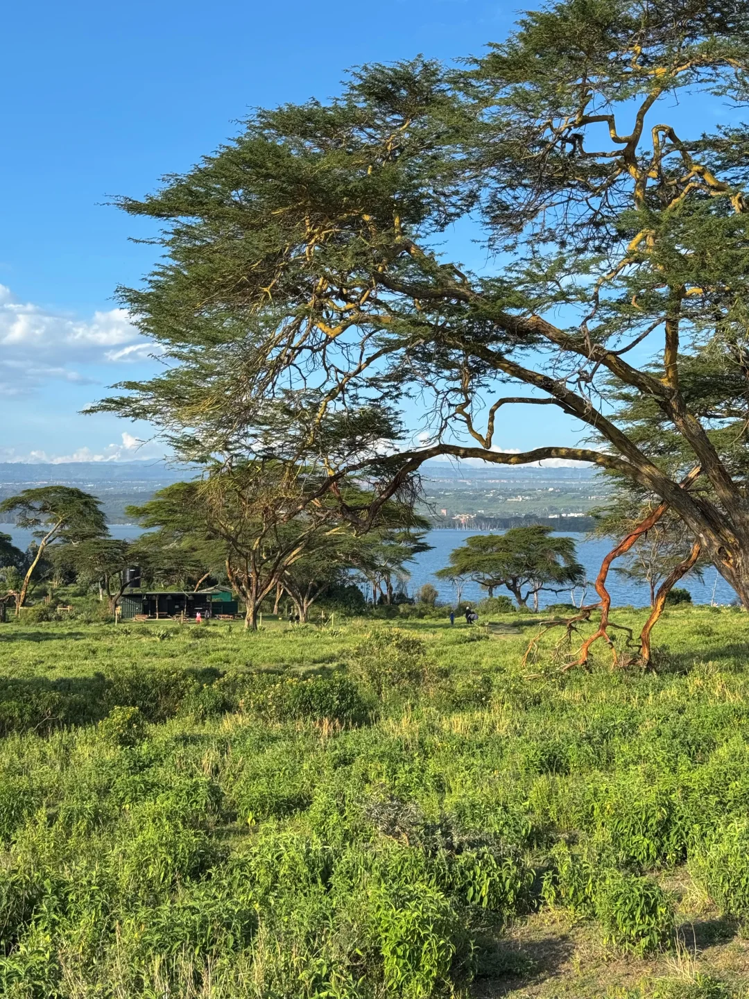 疯狂Kenya！🇰🇪