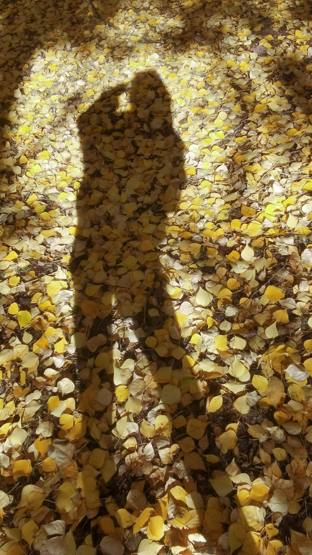 入林💛丨莫尔道嘎国家森林公园★专题篇