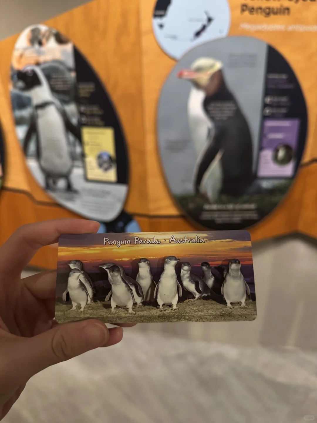 澳洲旅行11天10晚花费