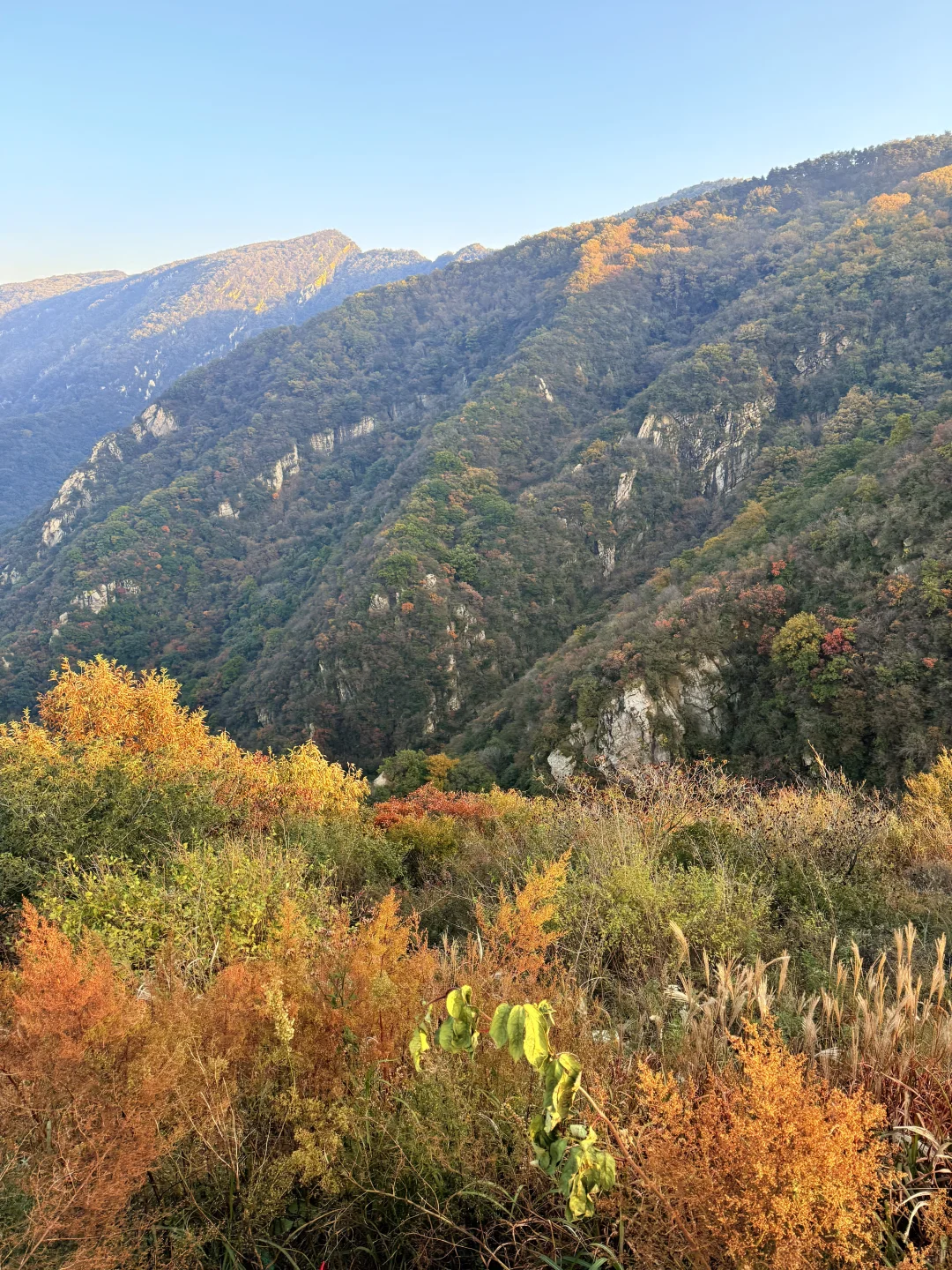 此刻!嵩山已漫山红遍🍁免费赏红叶路线