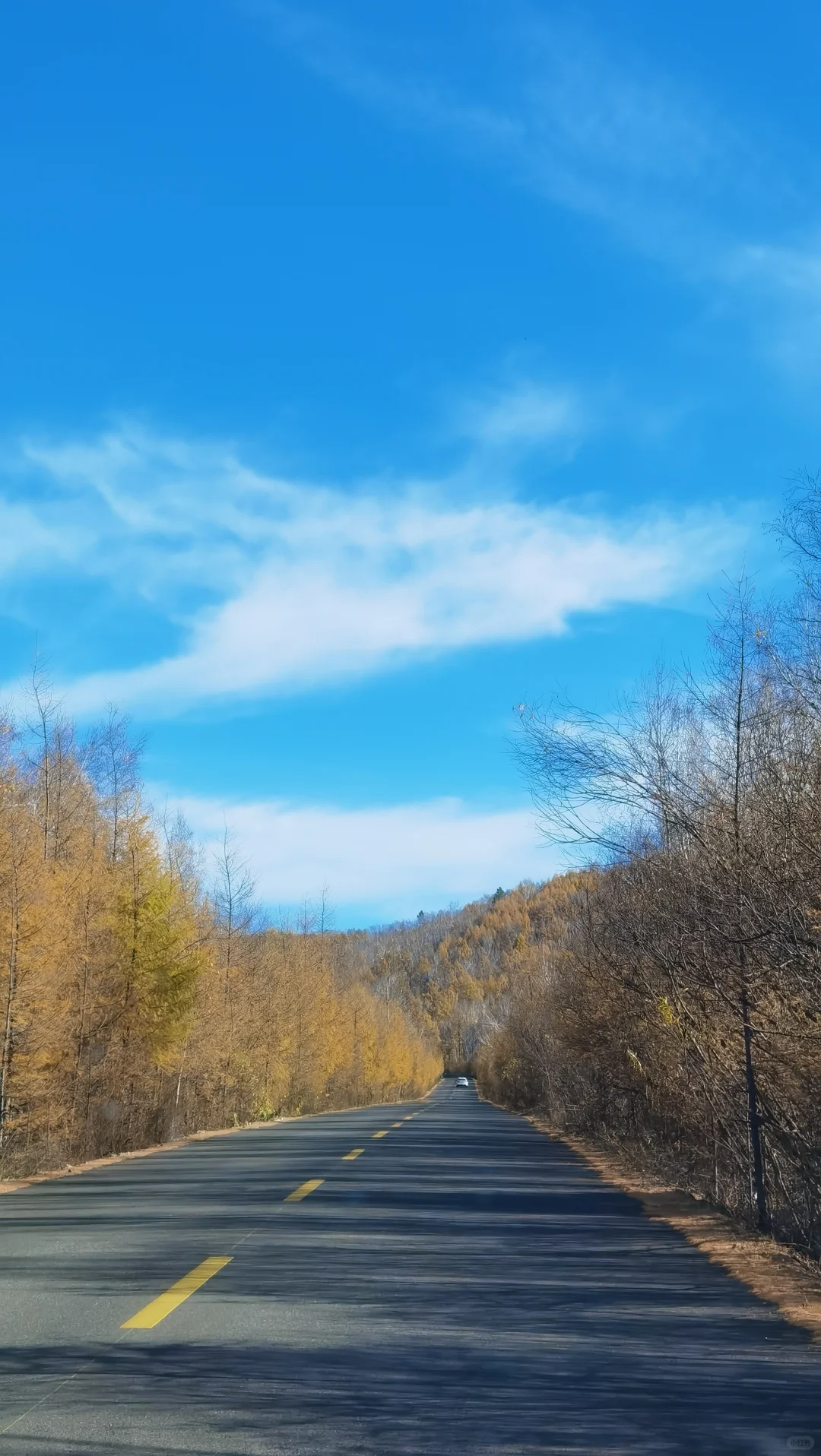 入林💛丨莫尔道嘎国家森林公园★专题篇