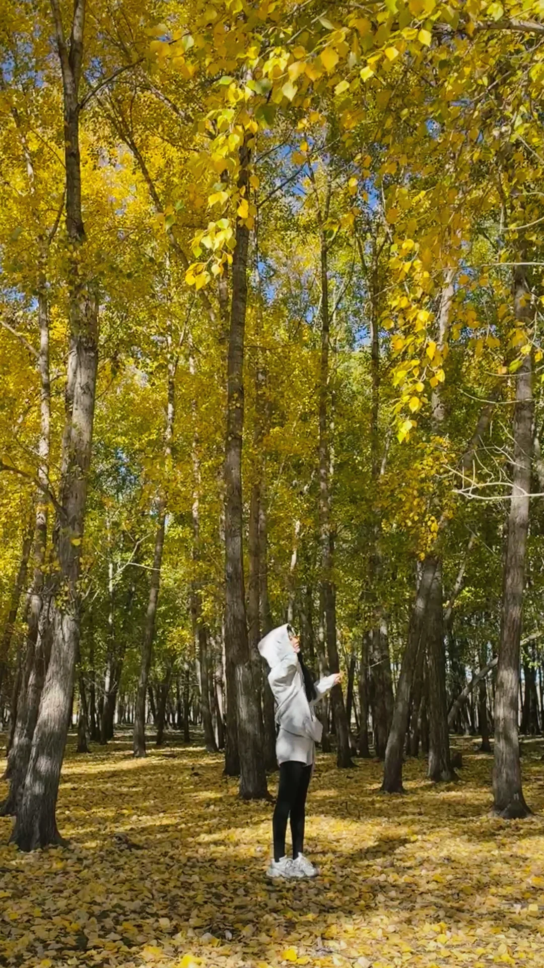 入林💛丨莫尔道嘎国家森林公园★专题篇