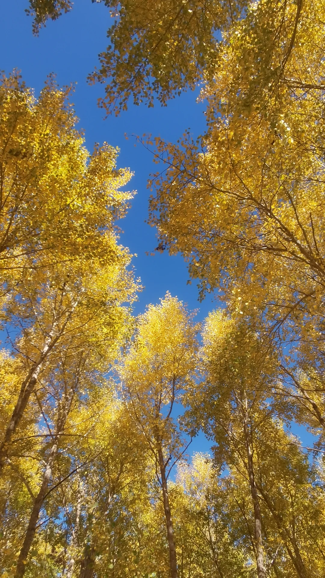 入林💛丨莫尔道嘎国家森林公园★专题篇