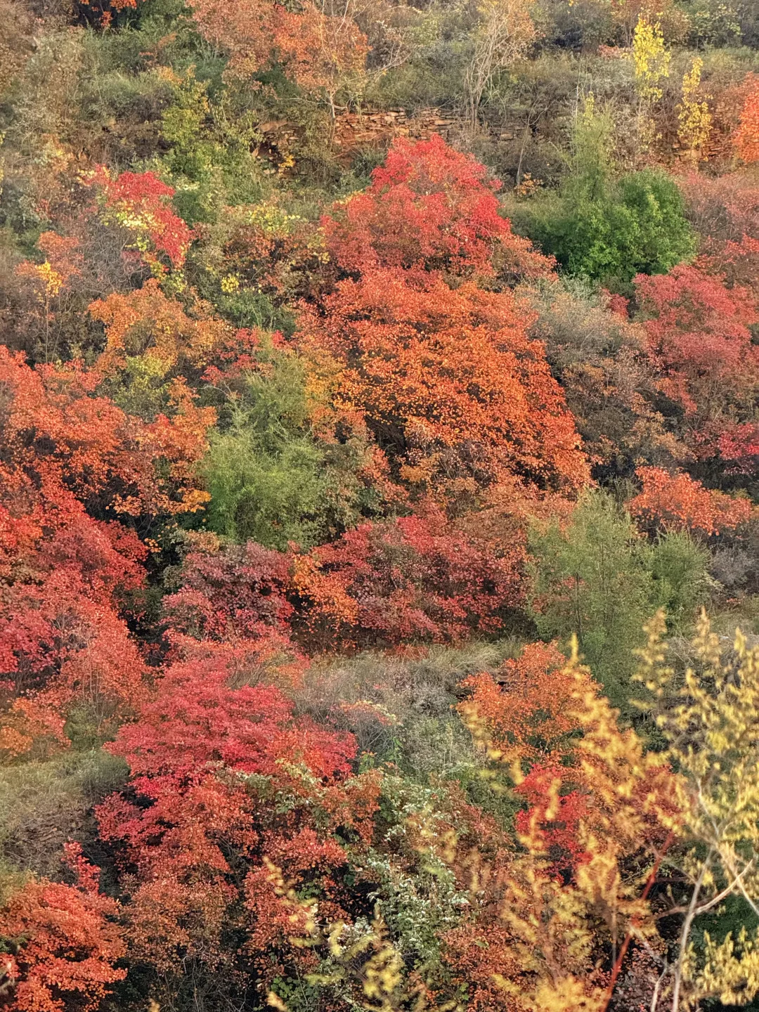 此刻!嵩山已漫山红遍🍁免费赏红叶路线