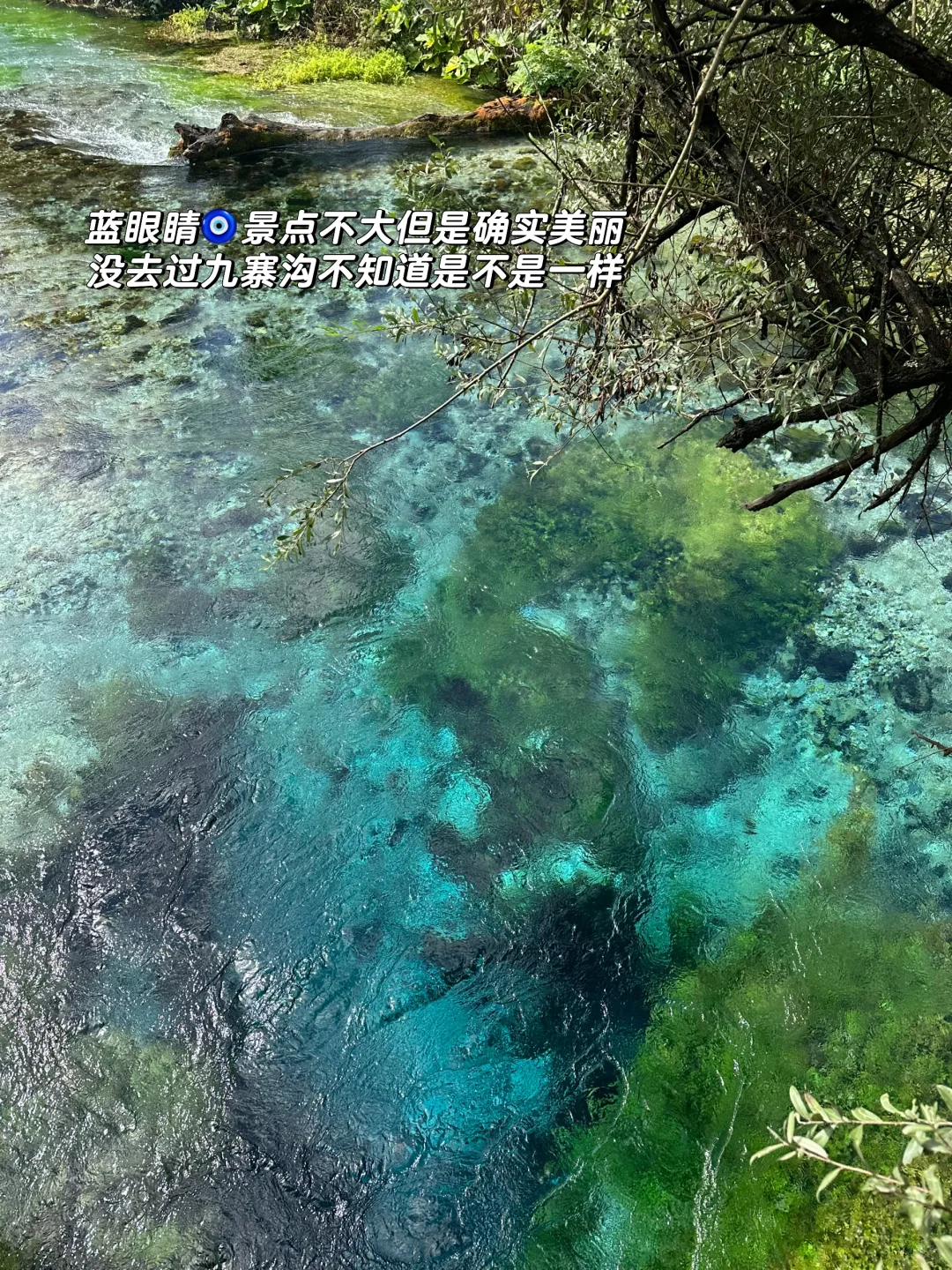 🇦🇱为什么没有人给欧区留子推荐这里啊！！