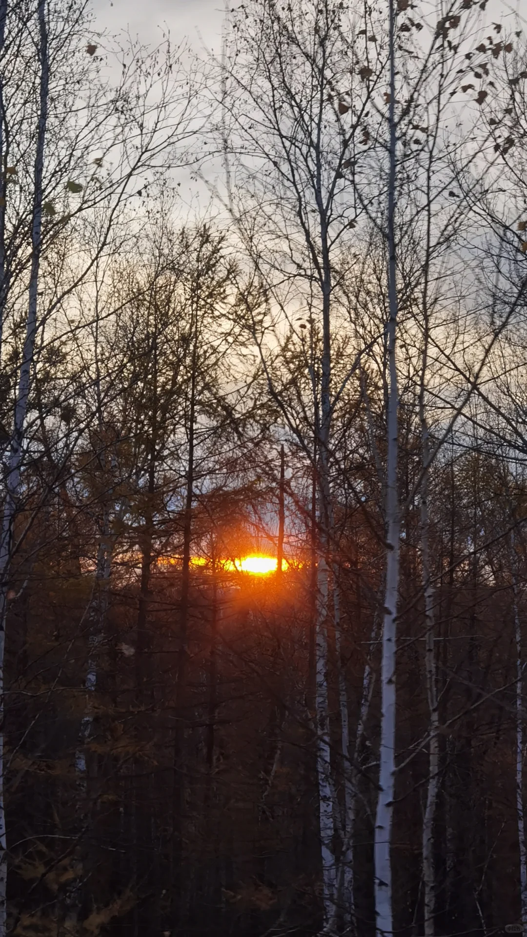 入林💛丨莫尔道嘎国家森林公园★专题篇