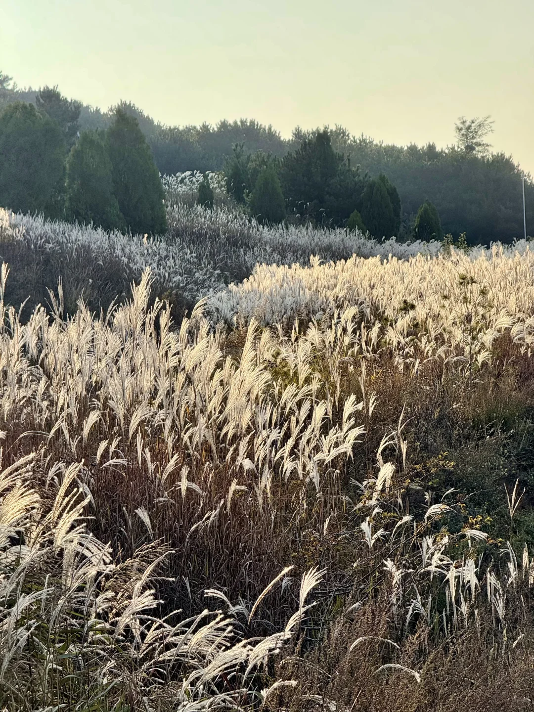 此刻!嵩山已漫山红遍🍁免费赏红叶路线
