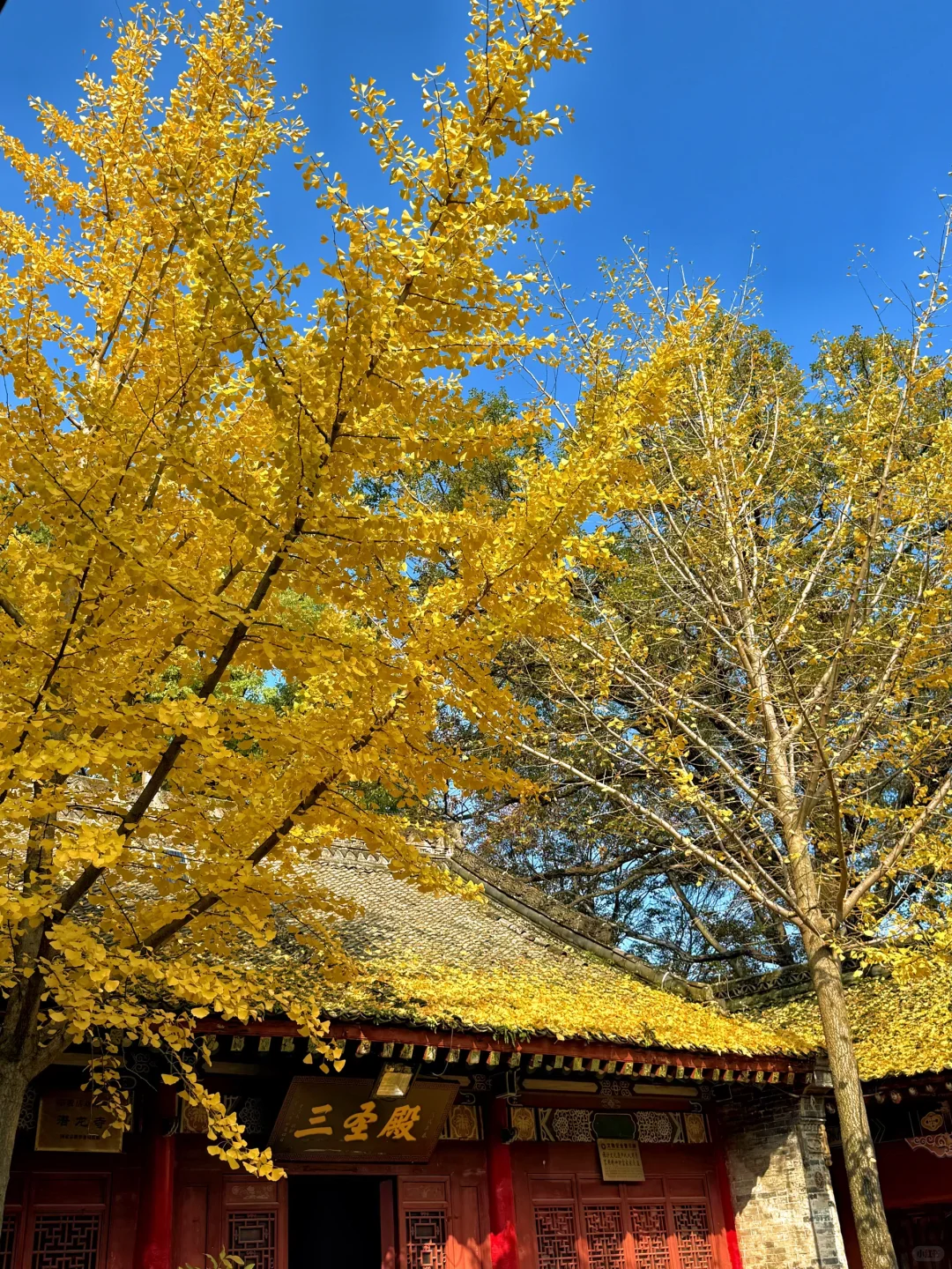 西安🚗1h,带娃去看秋景,黄金瀑布,美翻了