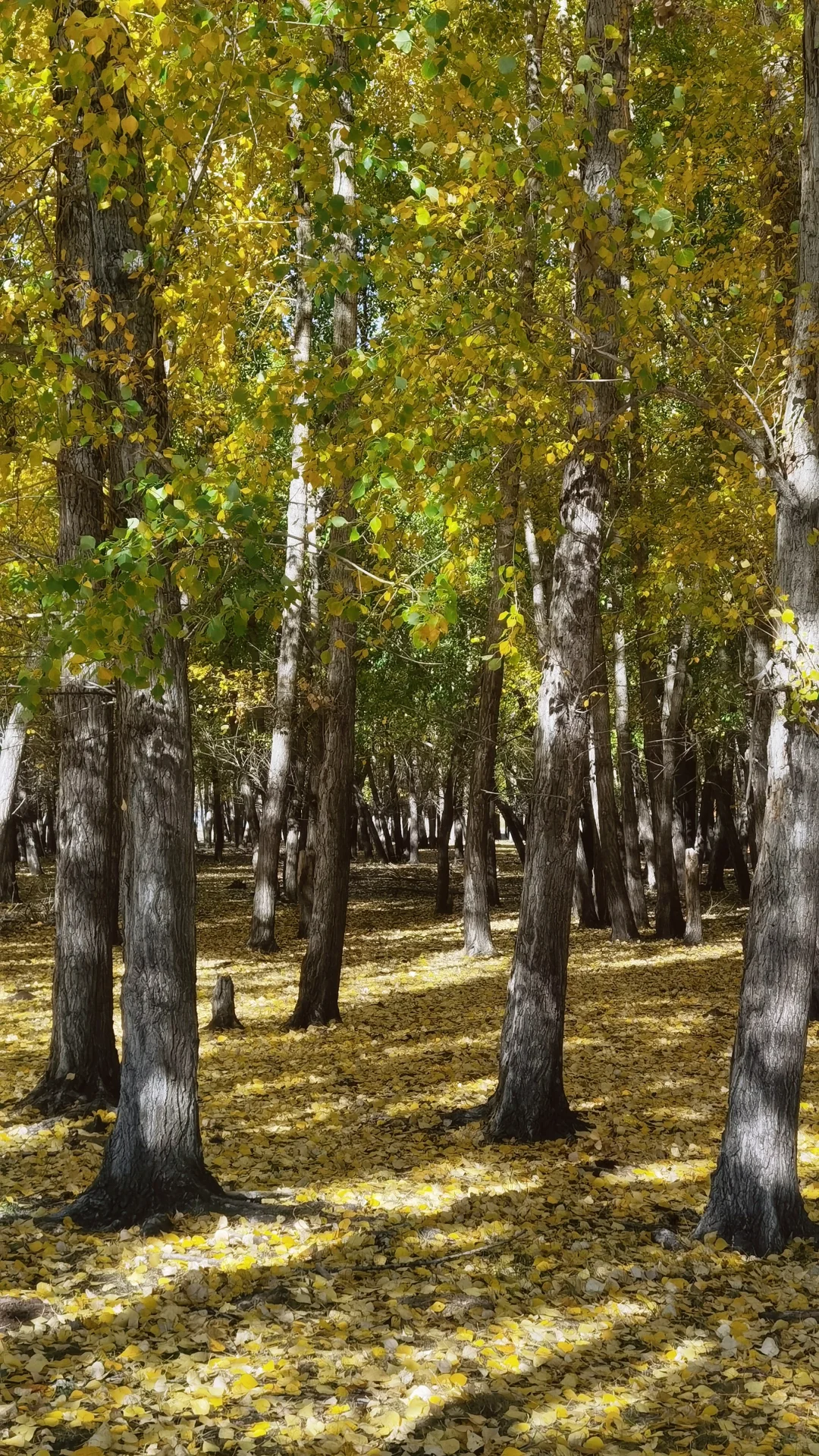 入林💛丨莫尔道嘎国家森林公园★专题篇