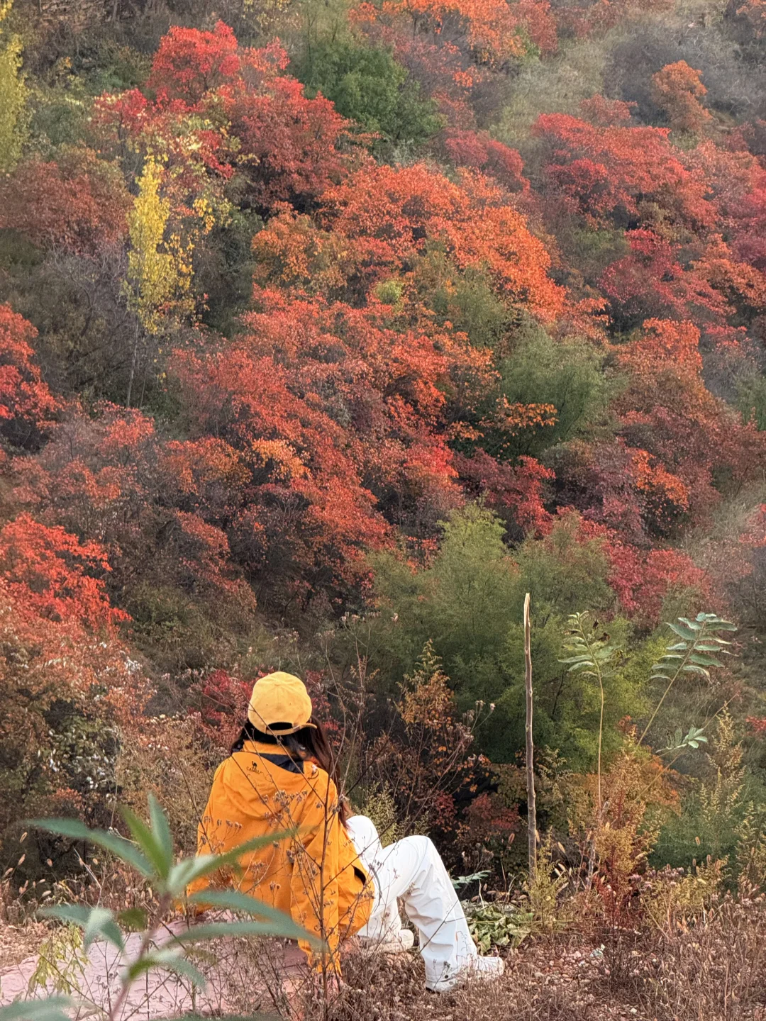 此刻!嵩山已漫山红遍🍁免费赏红叶路线