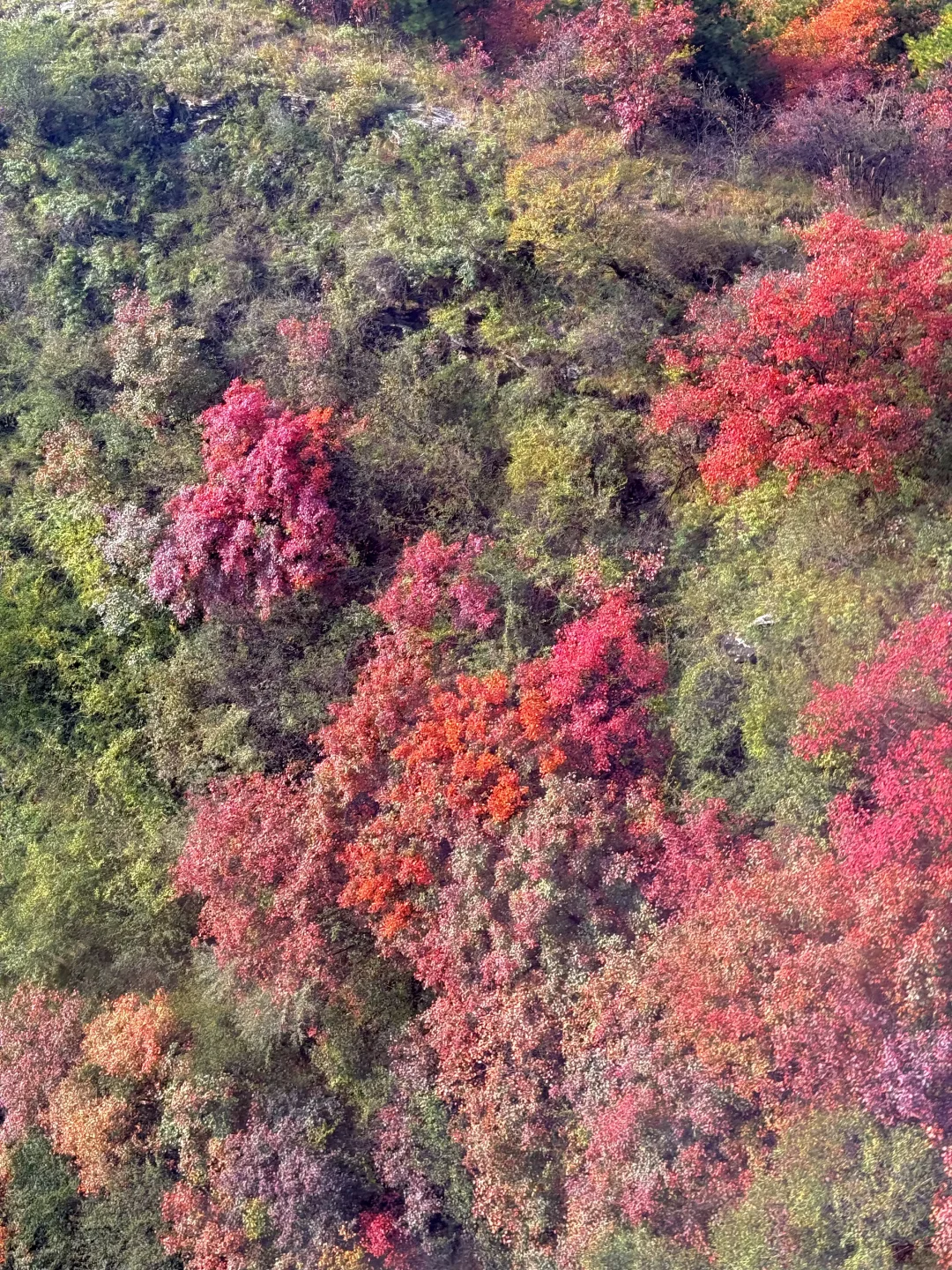 西安🚗1h，带娃去看秋景，黄金瀑布，美翻了