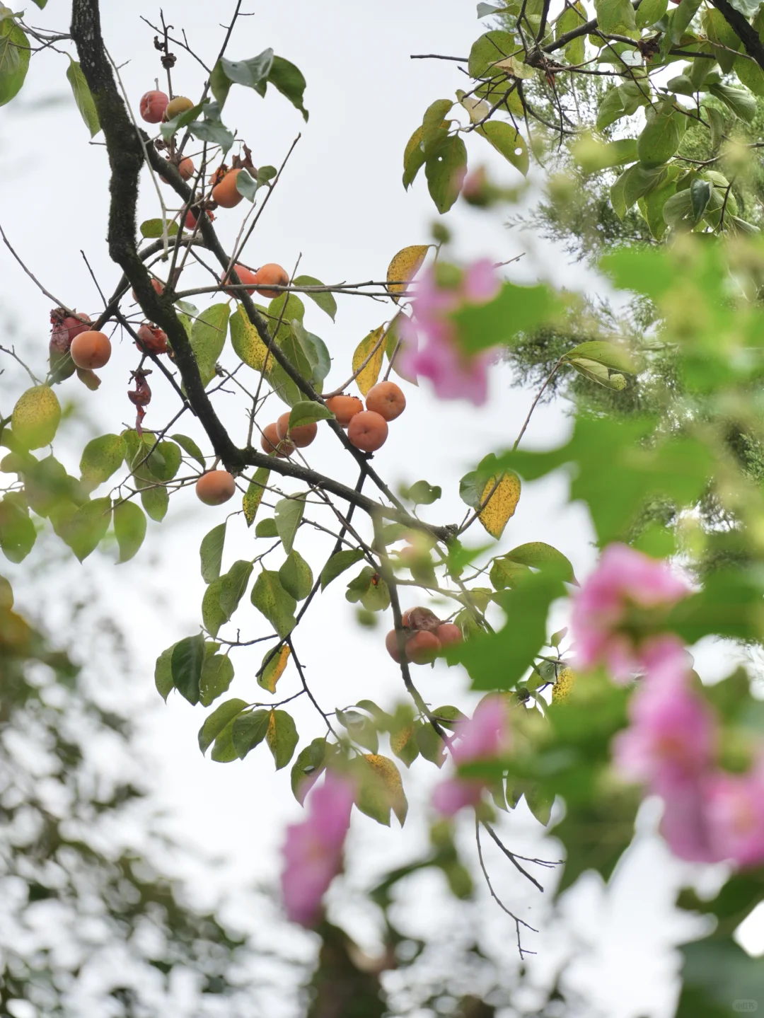 不愧是李白、陶渊明严选的徽州古村落❗️