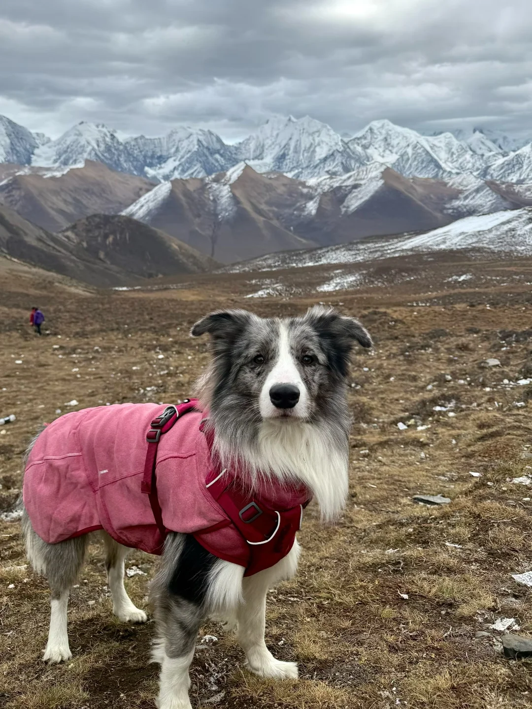 携带宠物川西旅游行前攻略（超详细版）