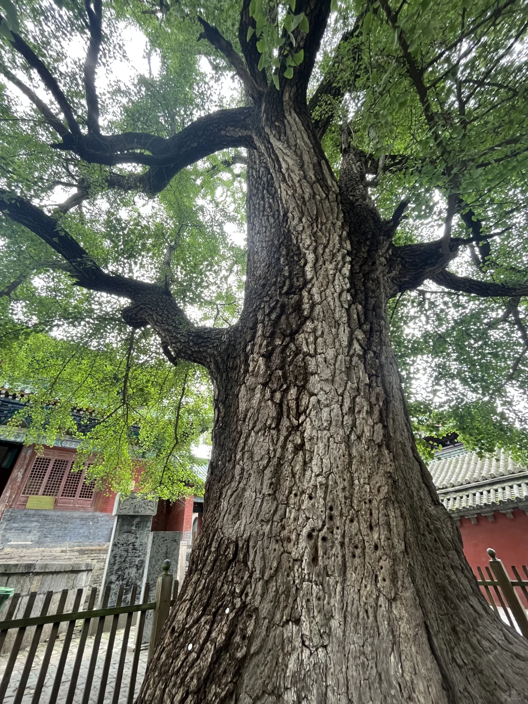 少林寺半日游攻略,不走回头路