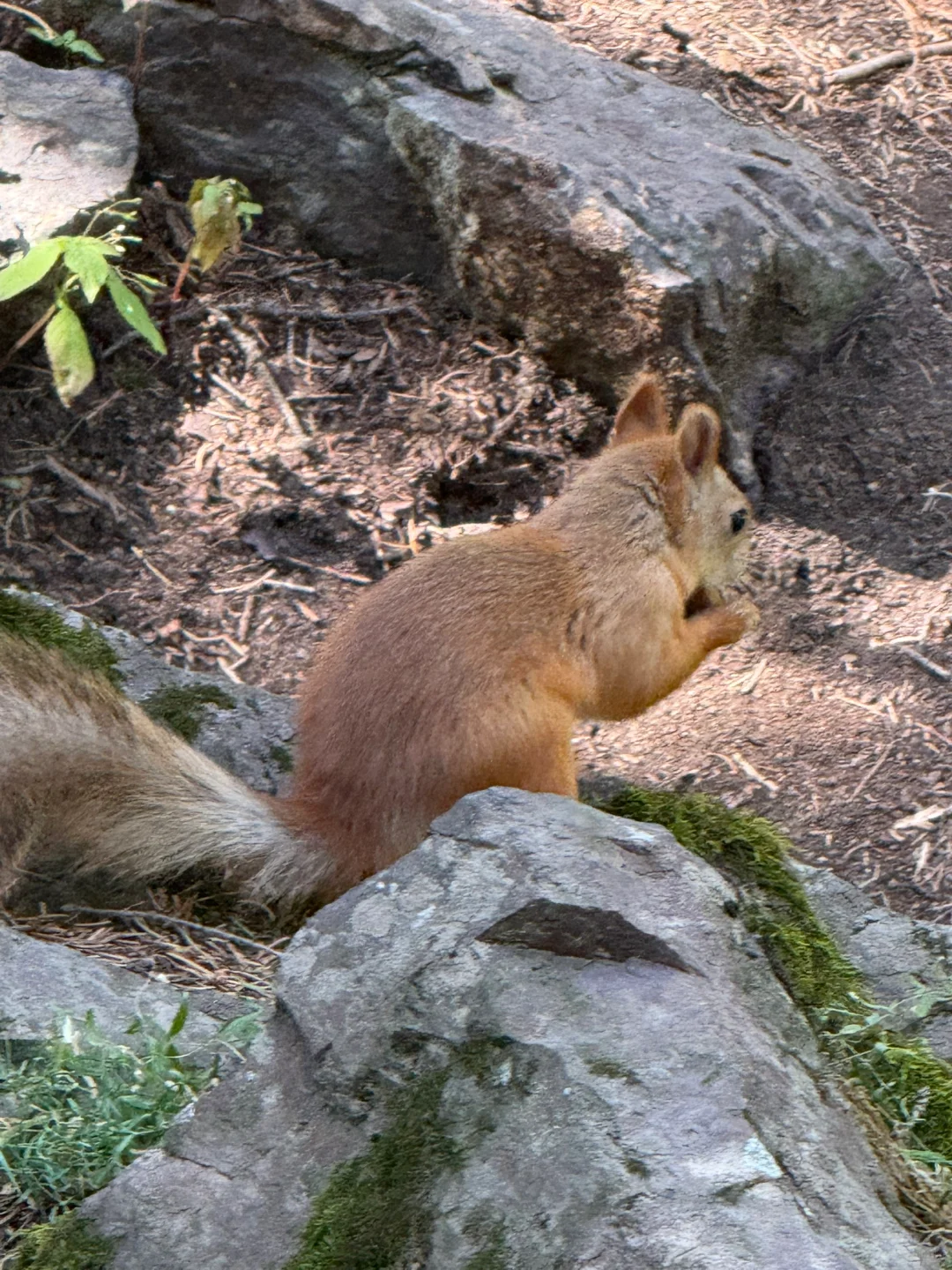 新疆旅行|天山天池懒人版两小时速玩攻略