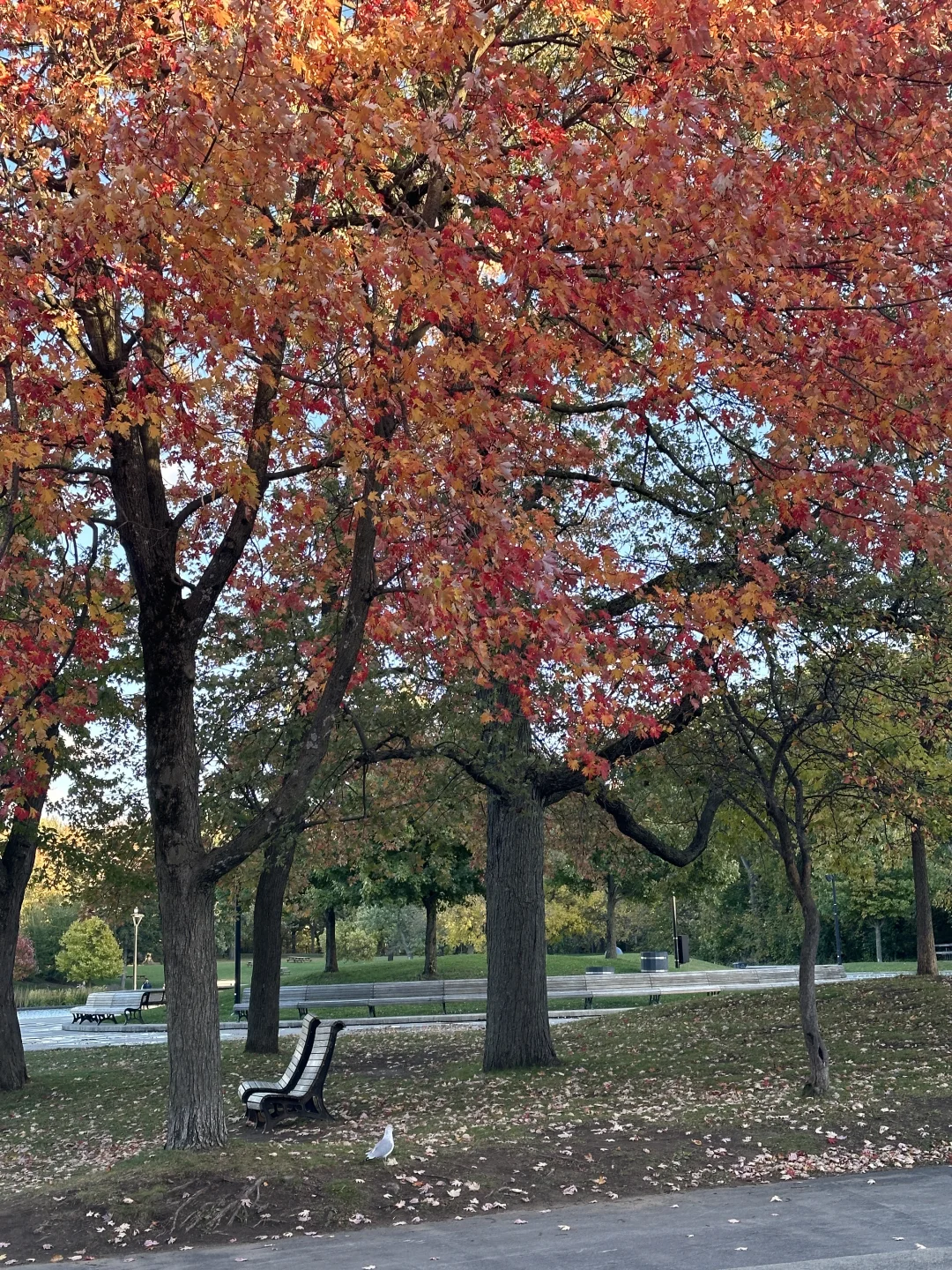 🇨🇦加东｜环线自驾游🚗附详细路线攻略-上