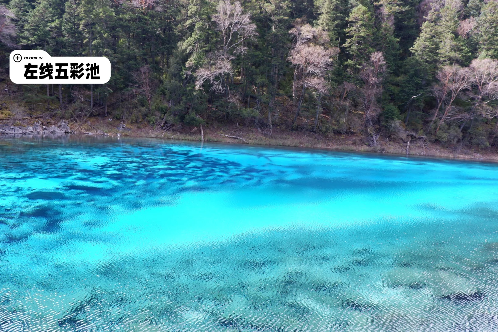 九寨沟旅游攻略，彩林季刚回，有问必答