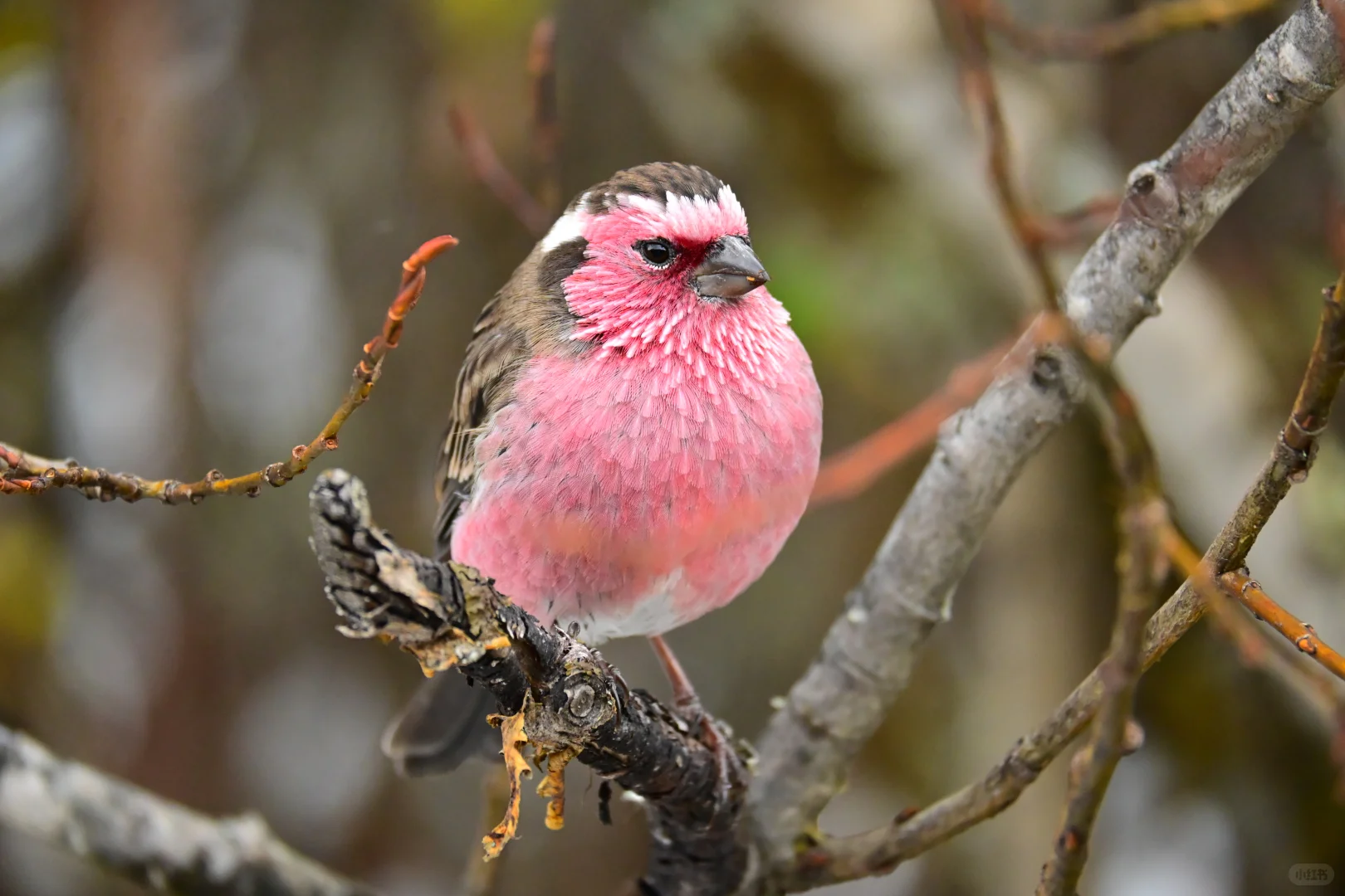 黄龙杜鹃林--也是打上鸟了