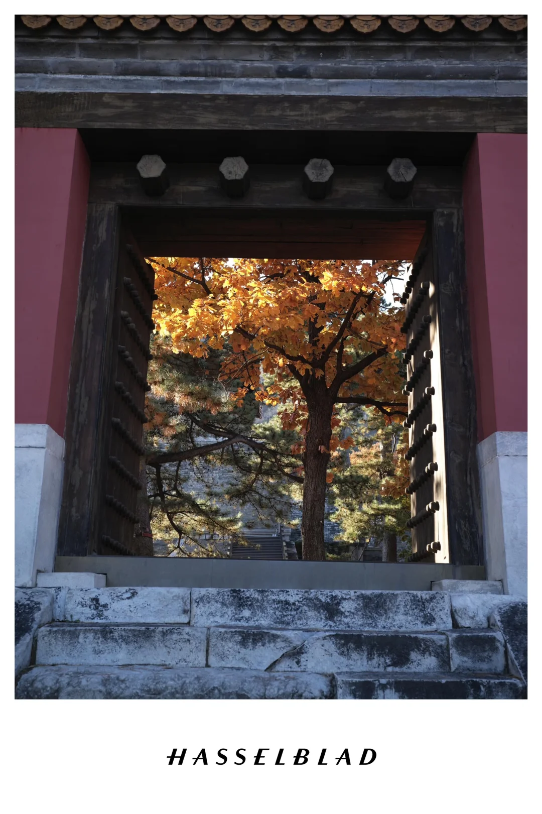 打卡北京十三陵最美的秋天