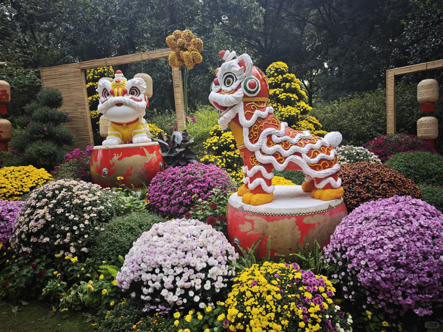 杭州植物园的菊花展,很美,再也不来了