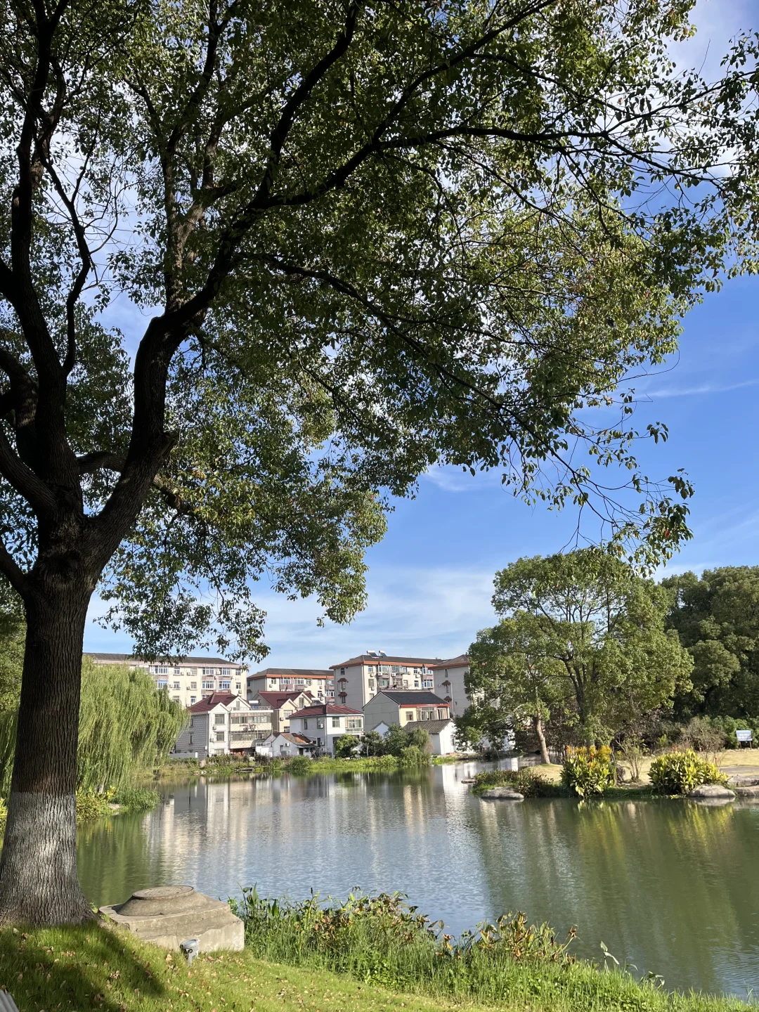 11月3日,在朱家角被桂花香腌入了味!