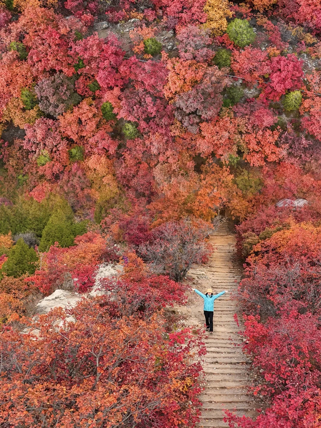 10.27北京五花山打翻调色盘!🎨老幼皆宜路线