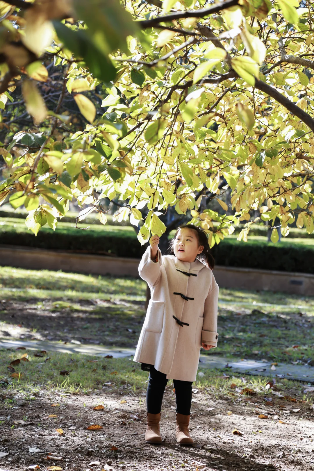寿光弥河景区秋色正浓--银杏大道