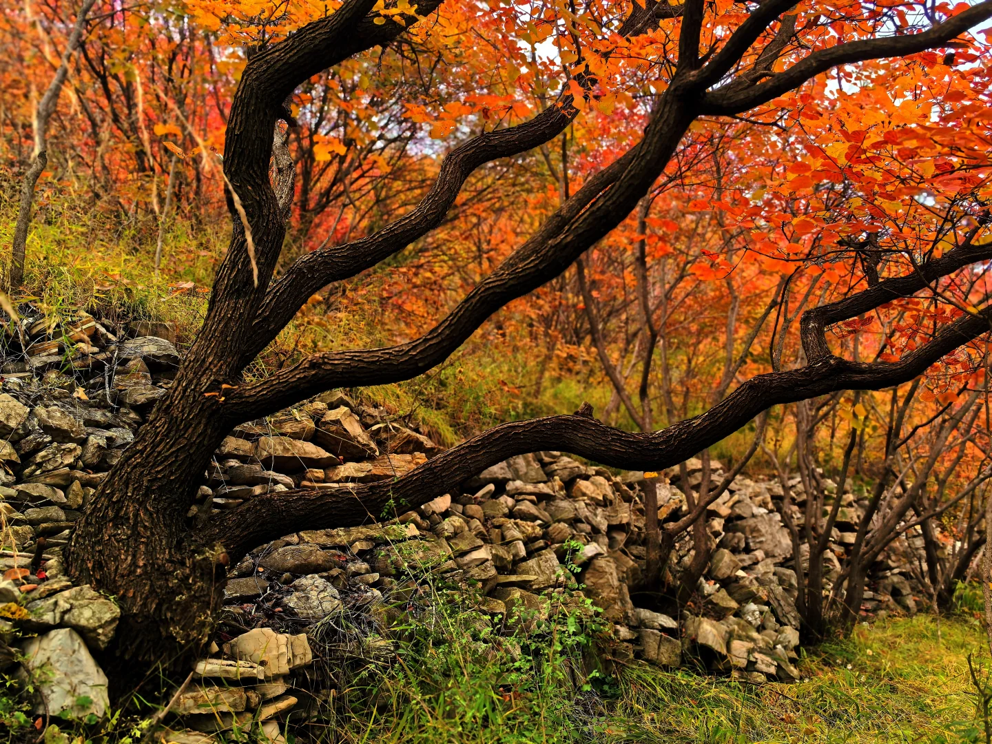 秋日佛照山赏红叶