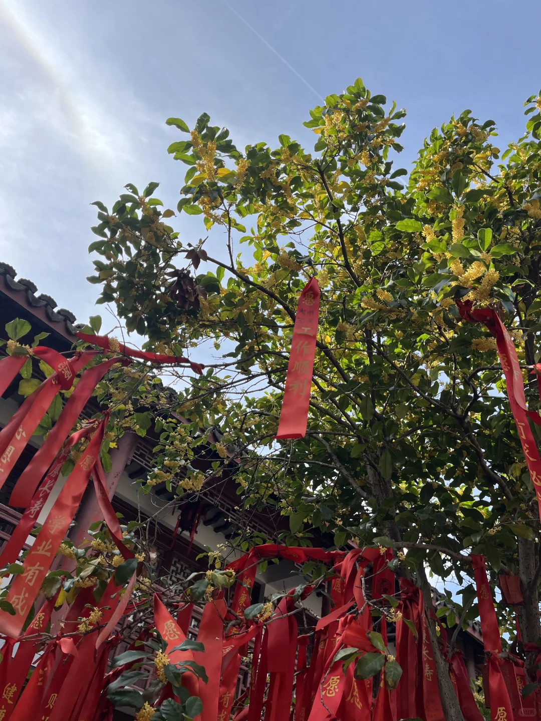 11月3日,在朱家角被桂花香腌入了味!