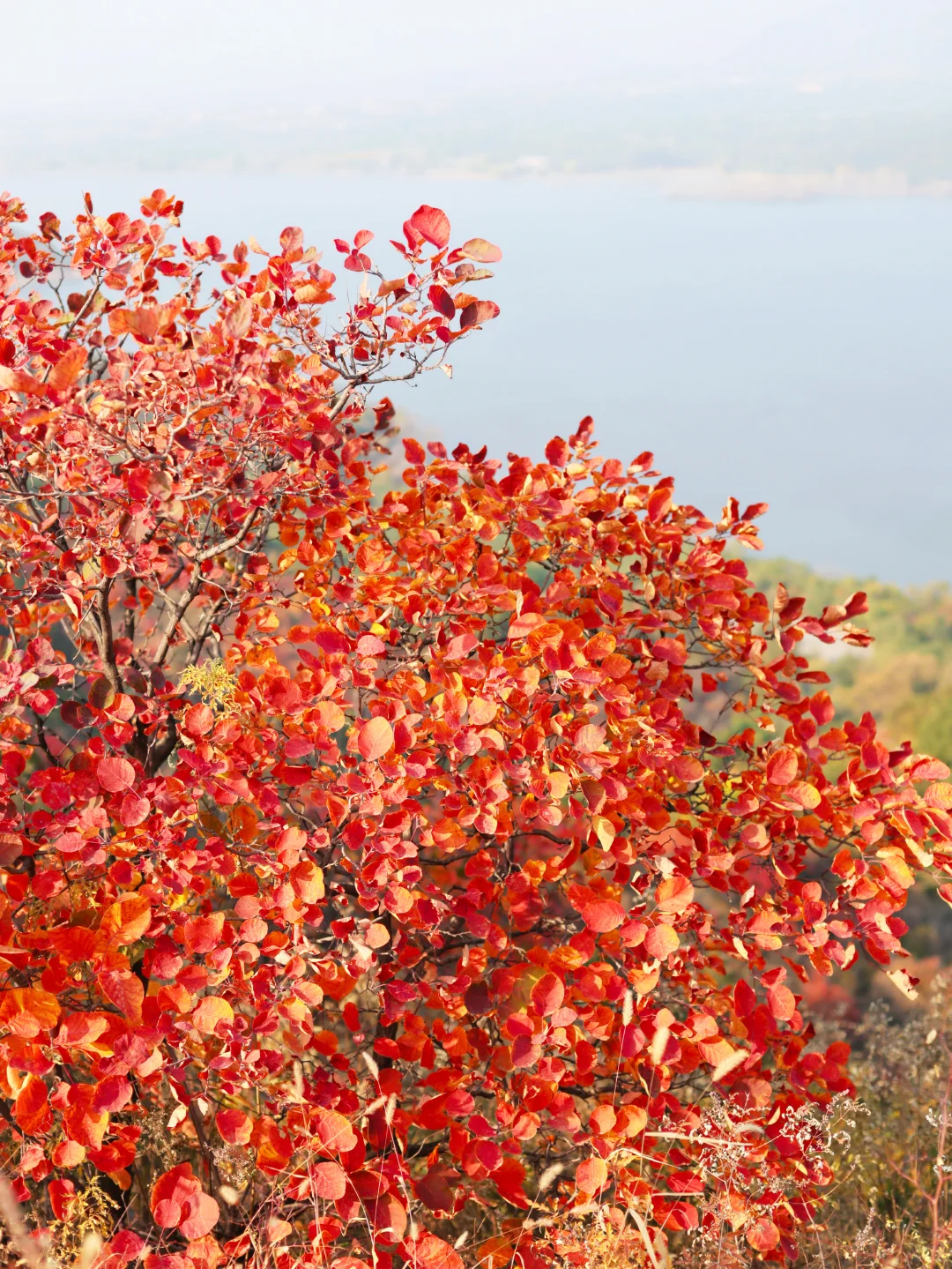 北京30分钟登顶‼️无痛赏红叶🍁公交直达