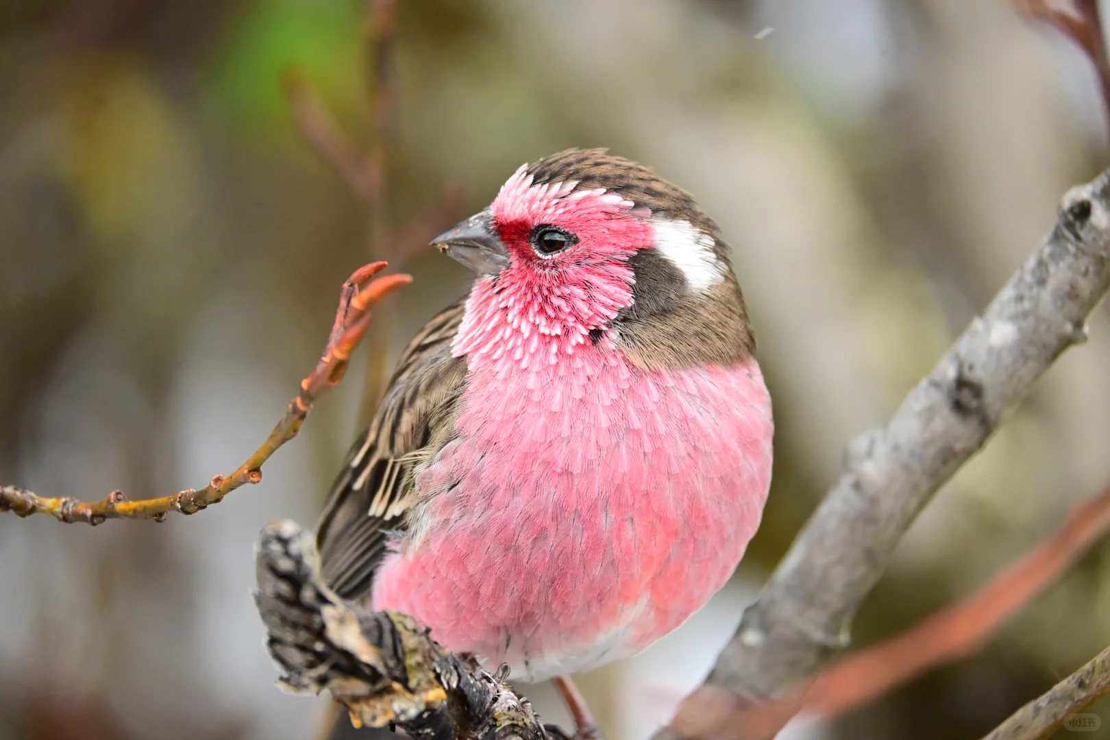 黄龙杜鹃林--也是打上鸟了