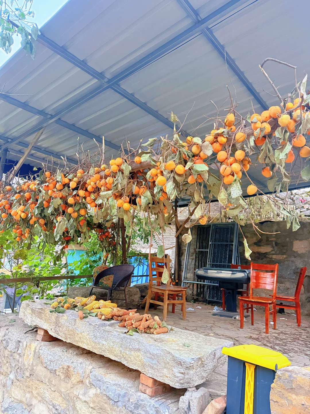 秋天来了，带孩子去爬山看红叶吧