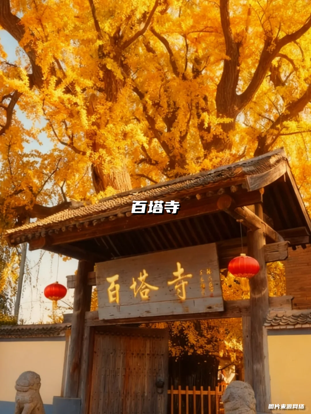 西安银杏天花板!这5️⃣个地方美到封神!