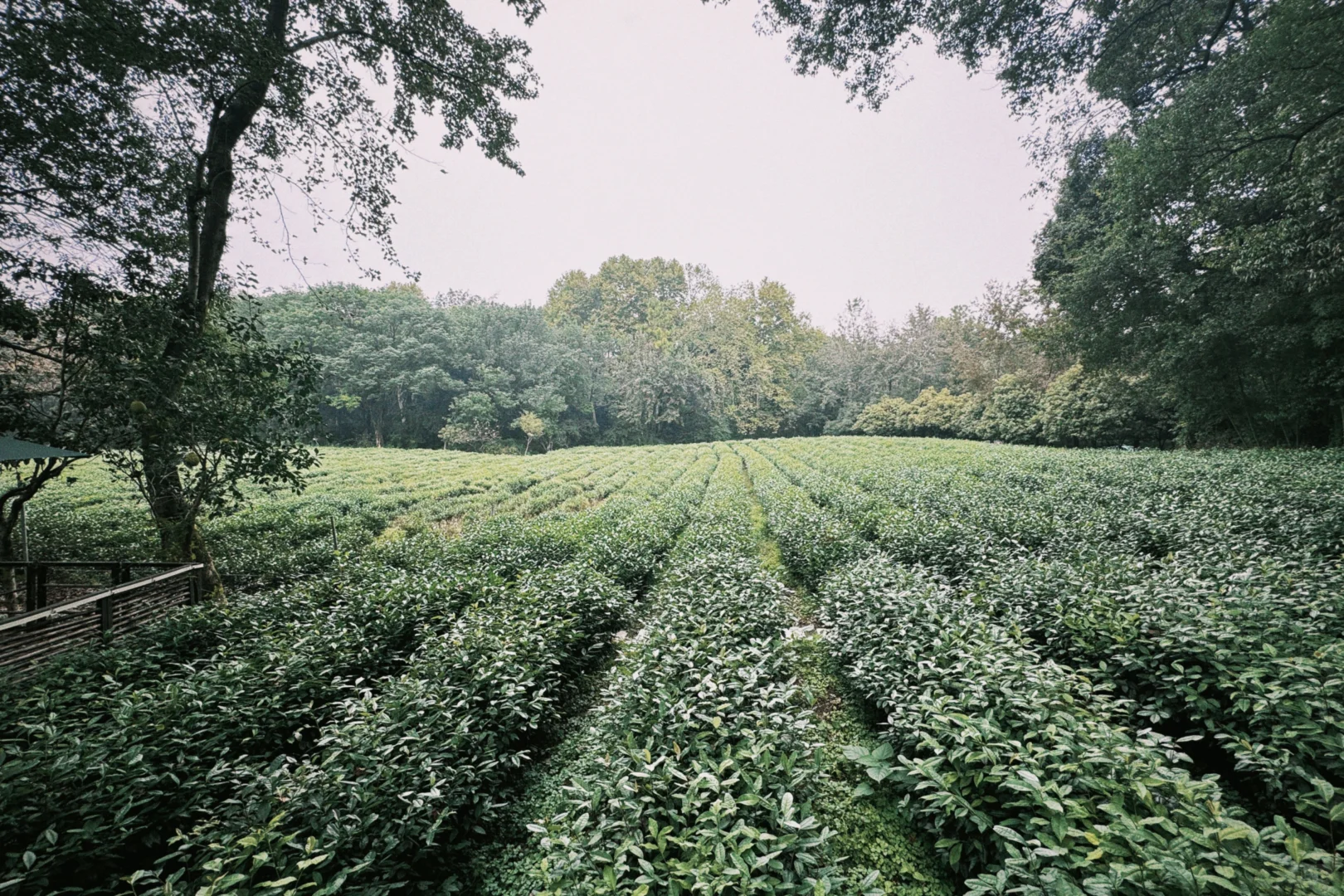 杭州周末景区遛娃|避开人流赏桂