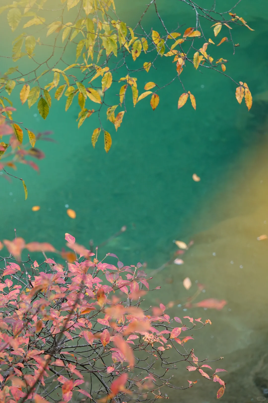 巴中的红叶真的太好拍了！