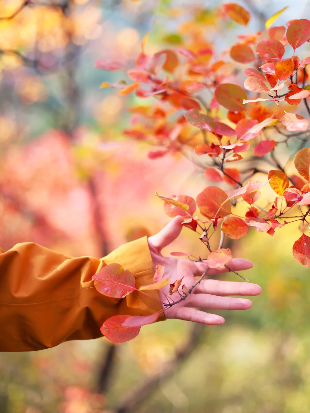 北京30分钟登顶‼️无痛赏红叶🍁公交直达