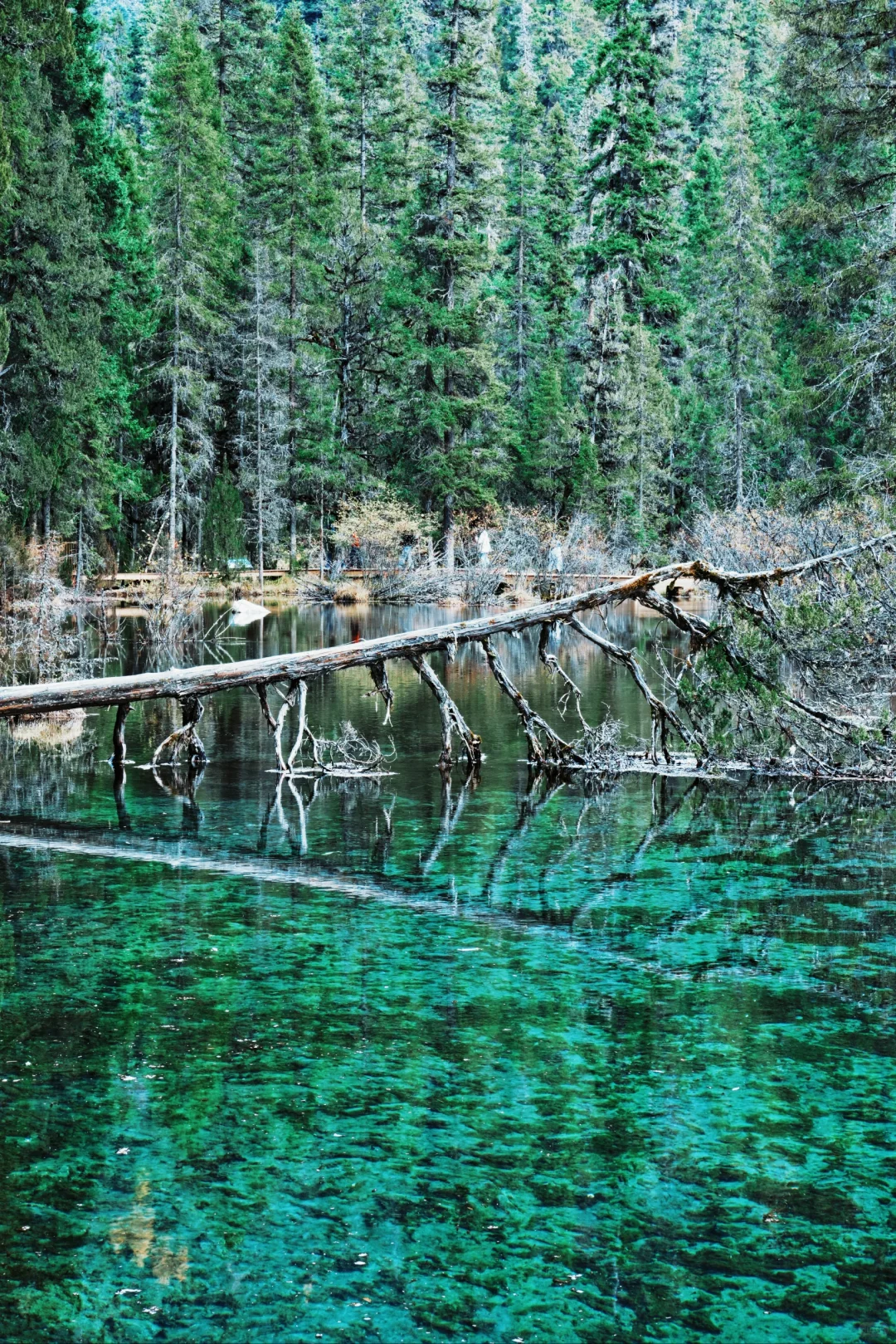 平武·白马王朗＆天母湖